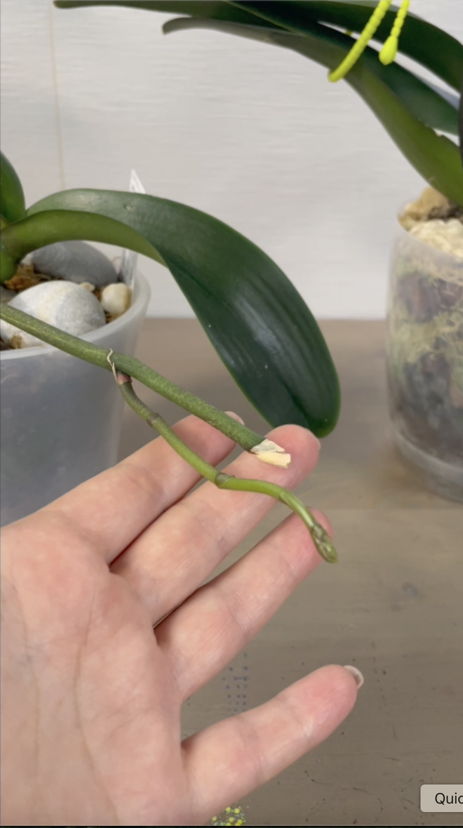 На срезанном цветоносе орхидеи активизировалась боковая спящпя почка. Орхидеи С Еленой Кузнецовой