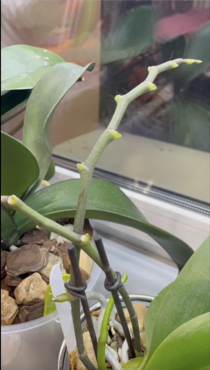 Отцветший цветонос орхидеи фаленопсис с отпаышими цветами выглядит так. Орхидеи С Еленой Кузнецовой