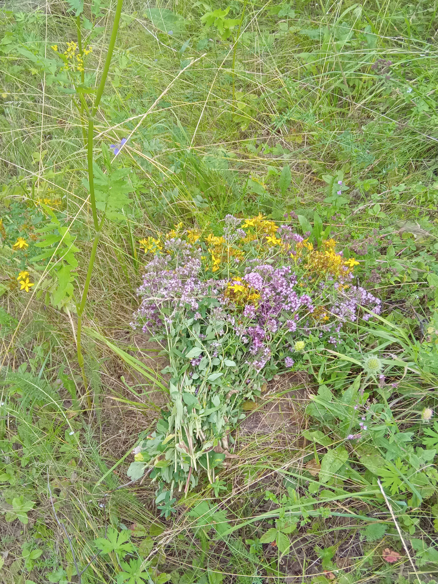 Один из нескольких букетов чайной травы.