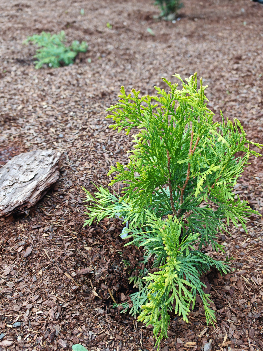 Туя "смарагт" gold