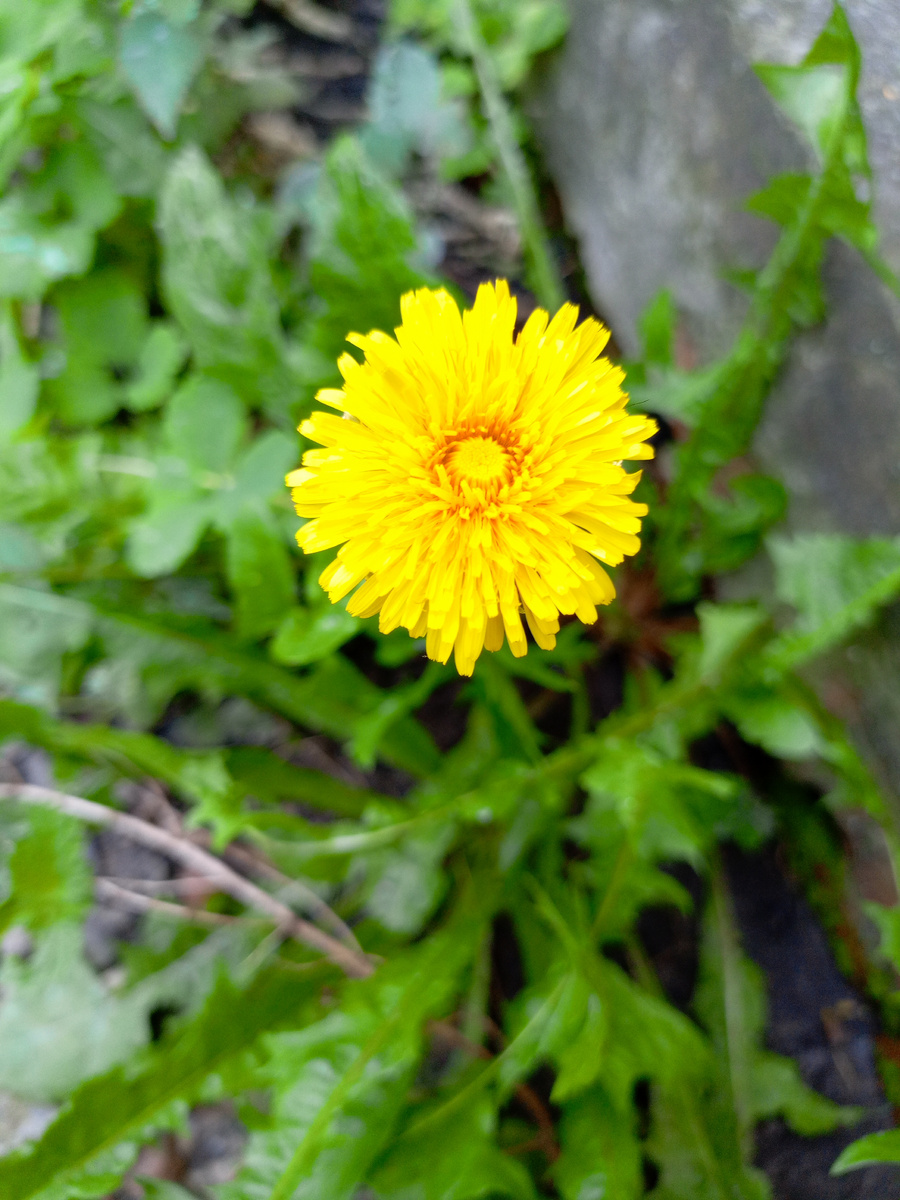 Последний одуванчик из 2025 года😜