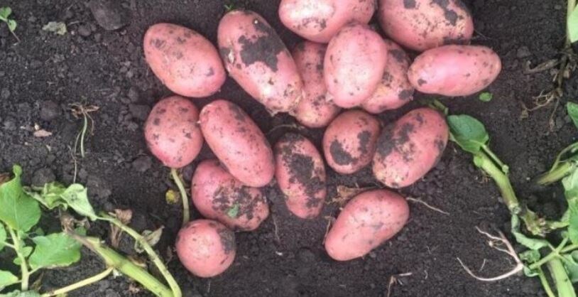 Мой урожай картошки