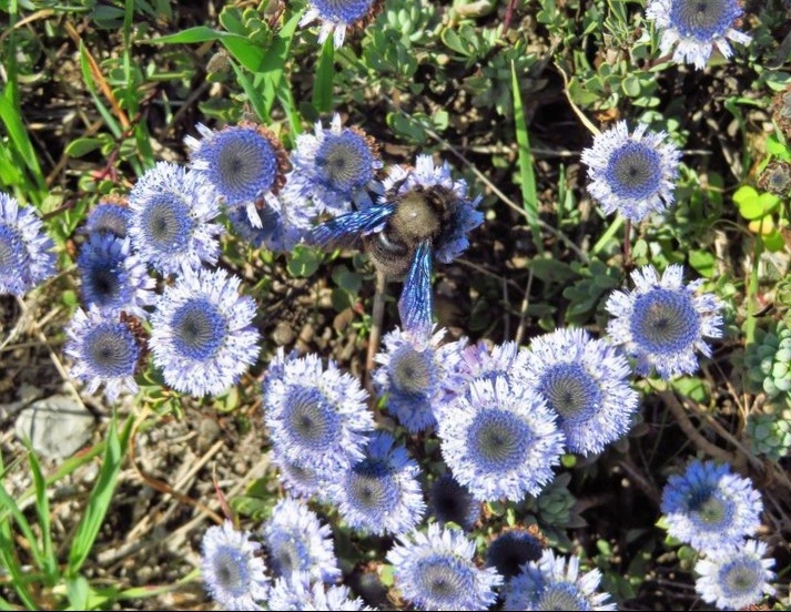 Шаровница или глобулярия. Источник фото Pinterest