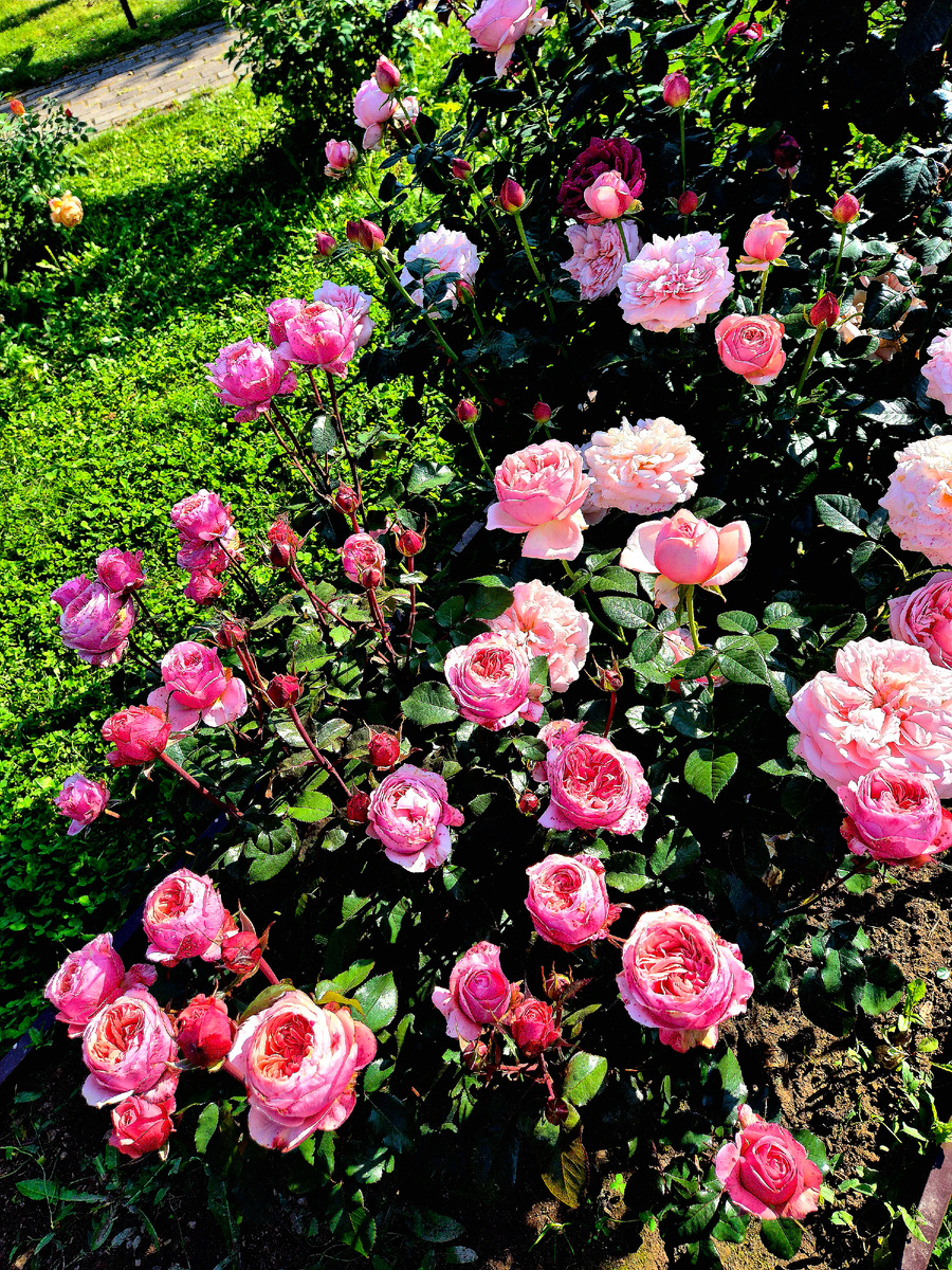 Вторая волна цветения роз. Осень 2025 год. Надеюсь вас еще порадовать видами. Некоторые цветут очень необычно😃