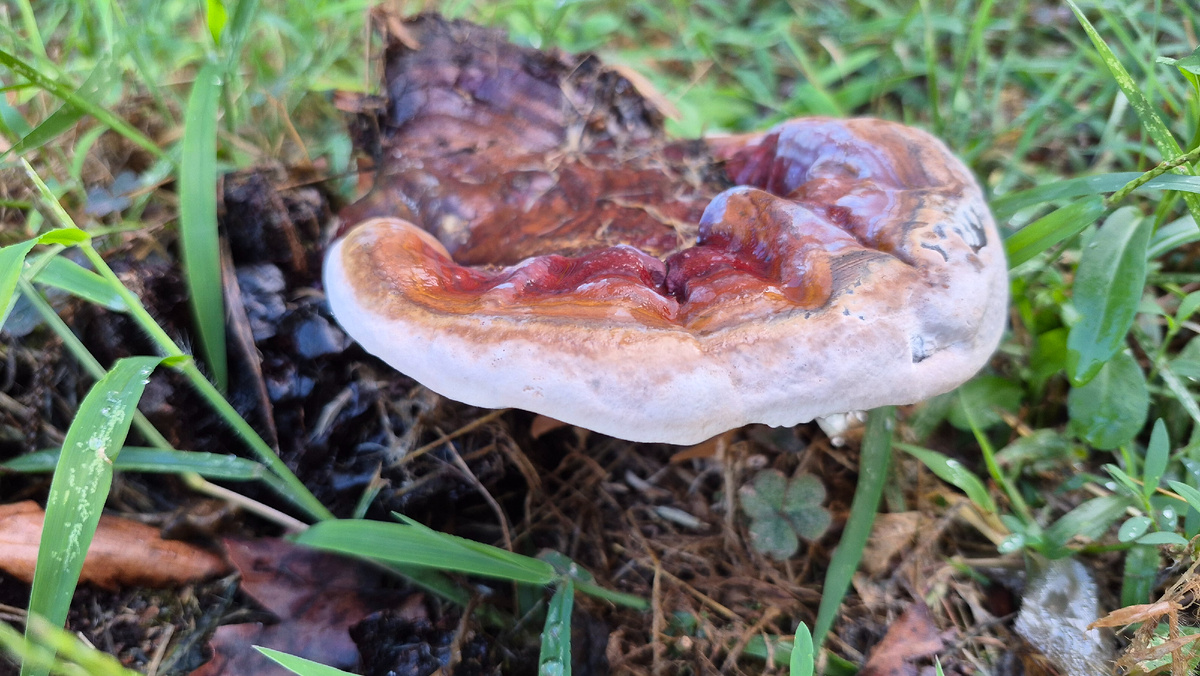 Гриб на улице 