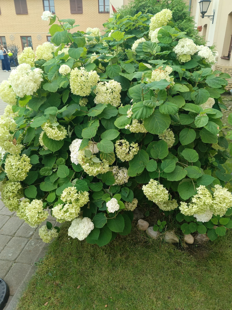 фото автора: минские гортензии