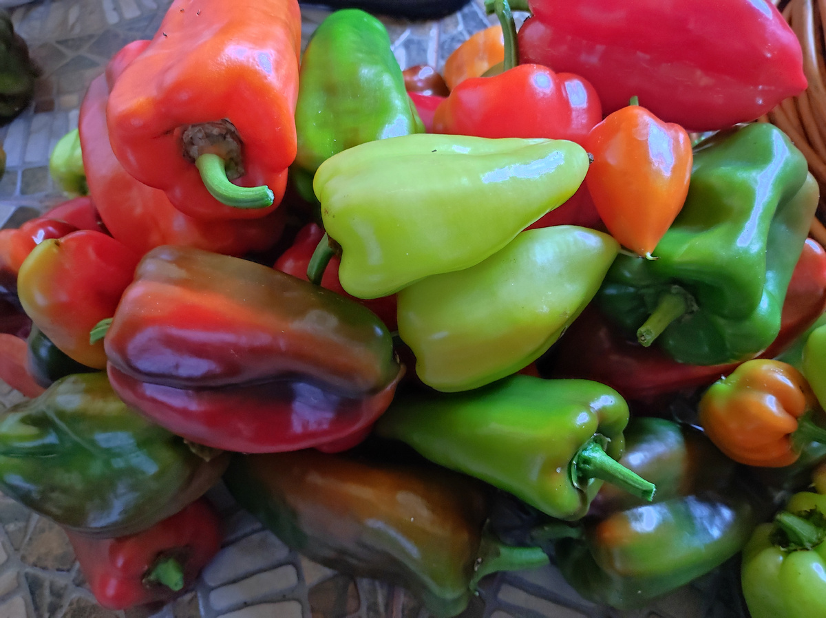 Фото автора, урожай сладкого перца, сентябрь 2025 года