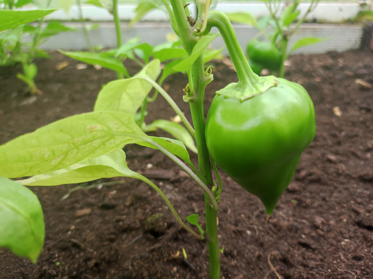 Фото автора, сладкий перец сорта Леся от бренда Григорьев в теплице, август 2025 года