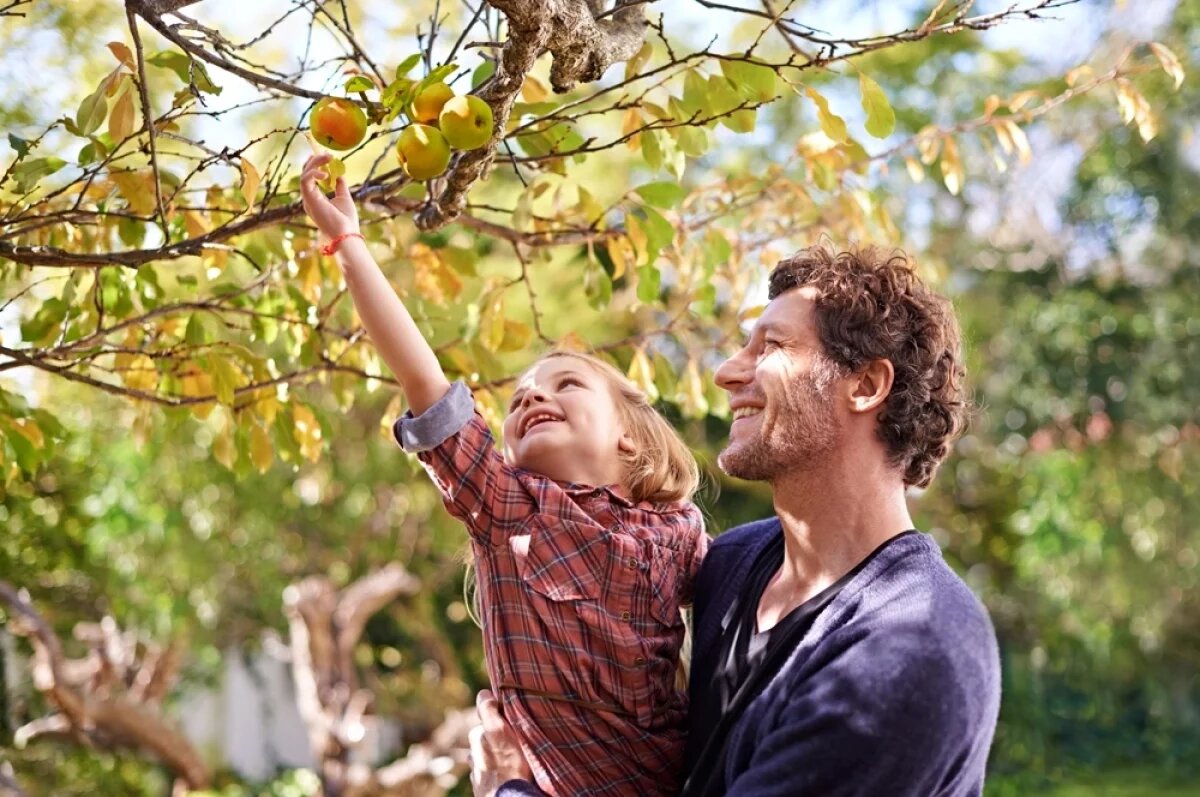    Яблоки и груши снимают аккуратно, слегка прокручивая плодоножку, а не тянут с усилием.