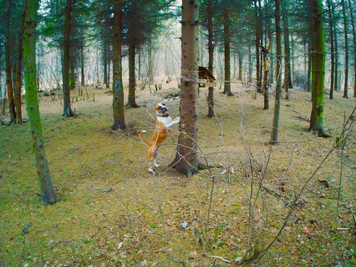 Стаффорд Трейси в лесу гоняет белок.