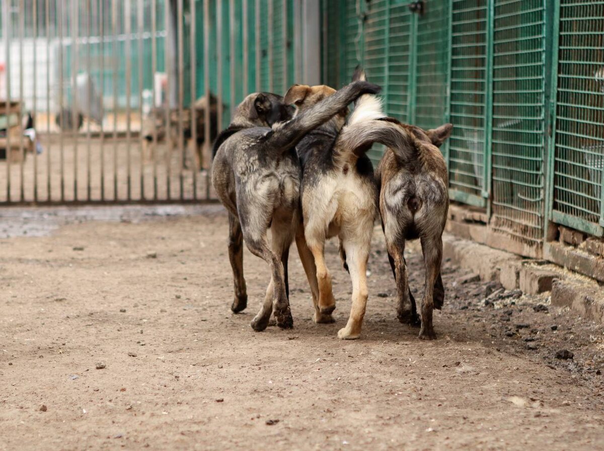 - Слыхали? Говорят мы мордой не вышли.
- Тогда повернемся другой стороной!