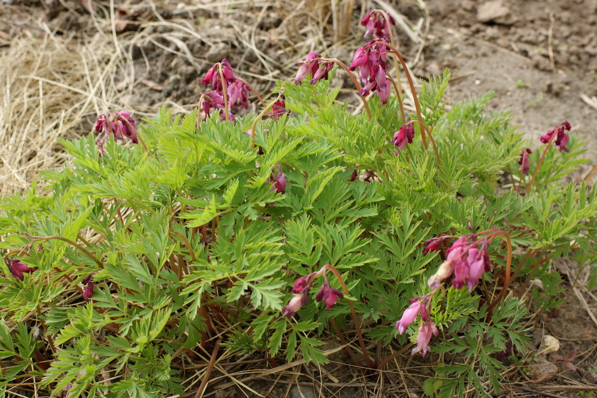 Дицентра красивая – одно из лучших растений для сада. Всегда цветёт, декоративно и аккуратно выглядит. Прелесть просто!  