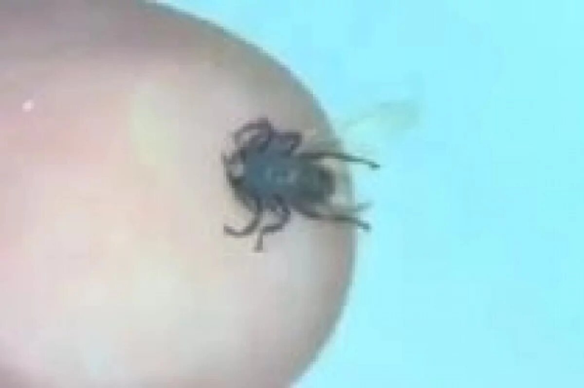    В Красноярске заметили полчища «летающих клещей»