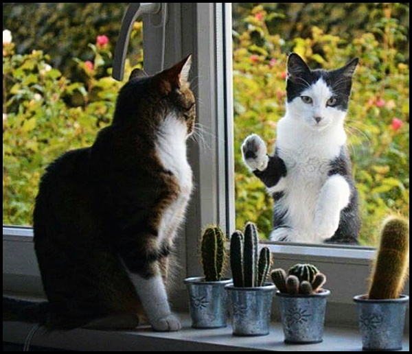 Фото взято из открытого источника