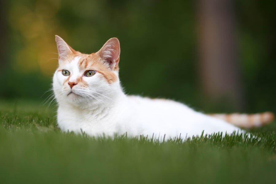 Анатолийская кошка — это воплощение природной красоты и силы, которое отражает суровые условия её развития.