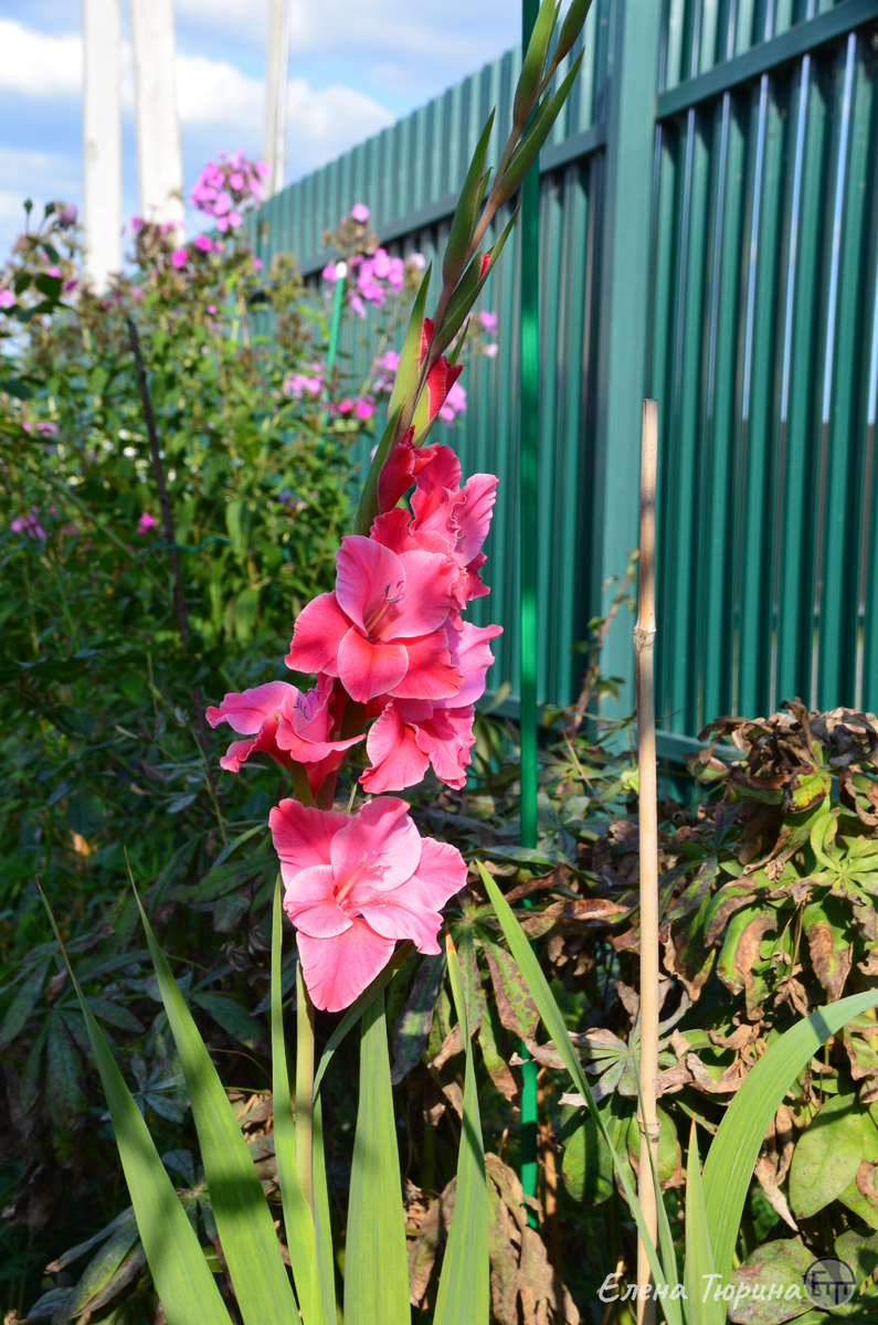 Фото: Елены Тюриной. Гладиолус в саду. 2018 г.