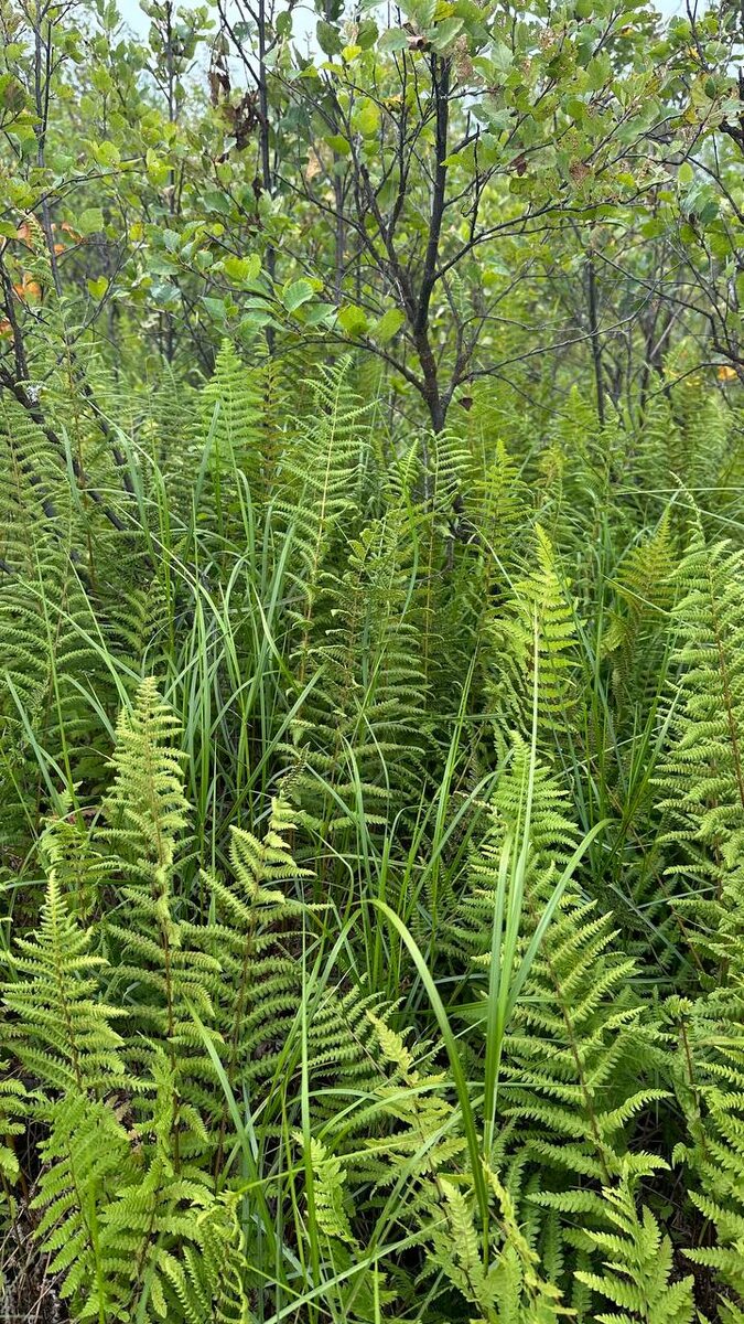 Фото: Даба Чимитов, Олег Аненхонов, сотрудники Института общей и экспериментальной биологии СО РАН в г. Улан-Удэ