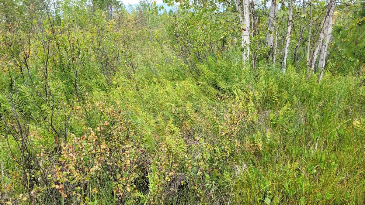 Фото: Даба Чимитов, Олег Аненхонов, сотрудники Института общей и экспериментальной биологии СО РАН в г. Улан-Удэ