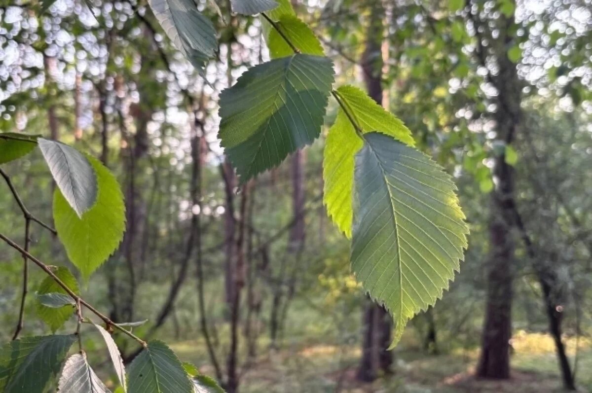    10 сентября 2025 года: что сулят приметы дня Анны и Саввы Скирдников