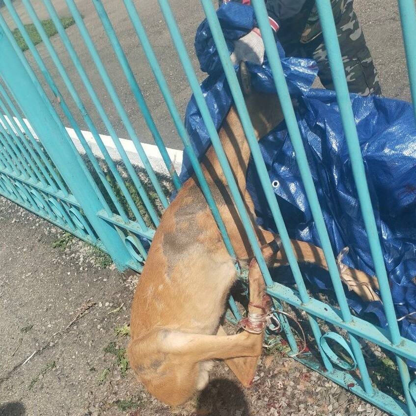 © Фото: t.me/ohotnadzor38