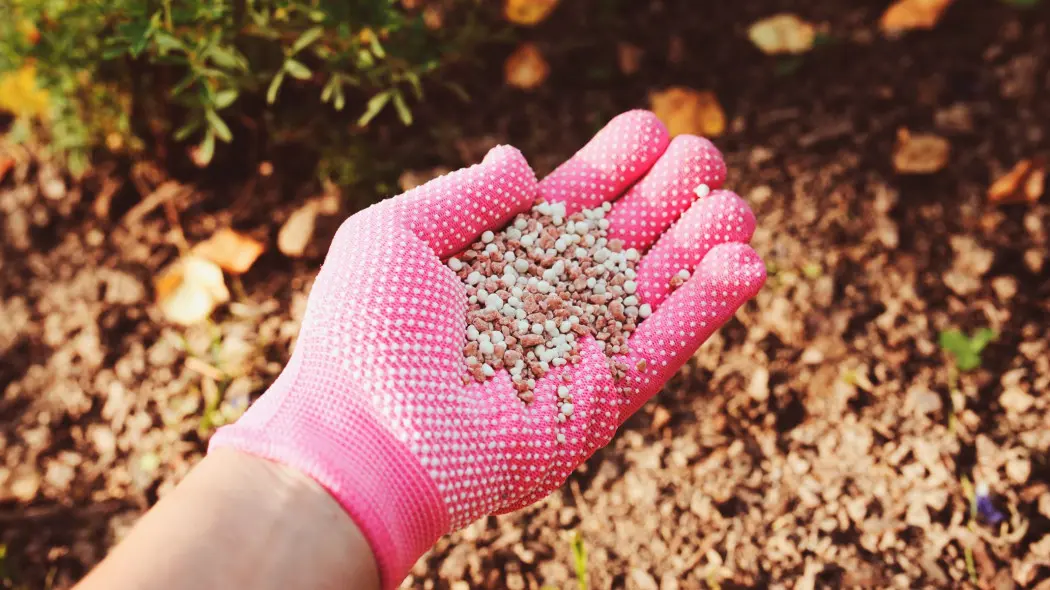 чем подкормить растения в сентябре