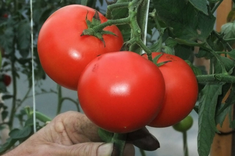     Фото: PxHere.com