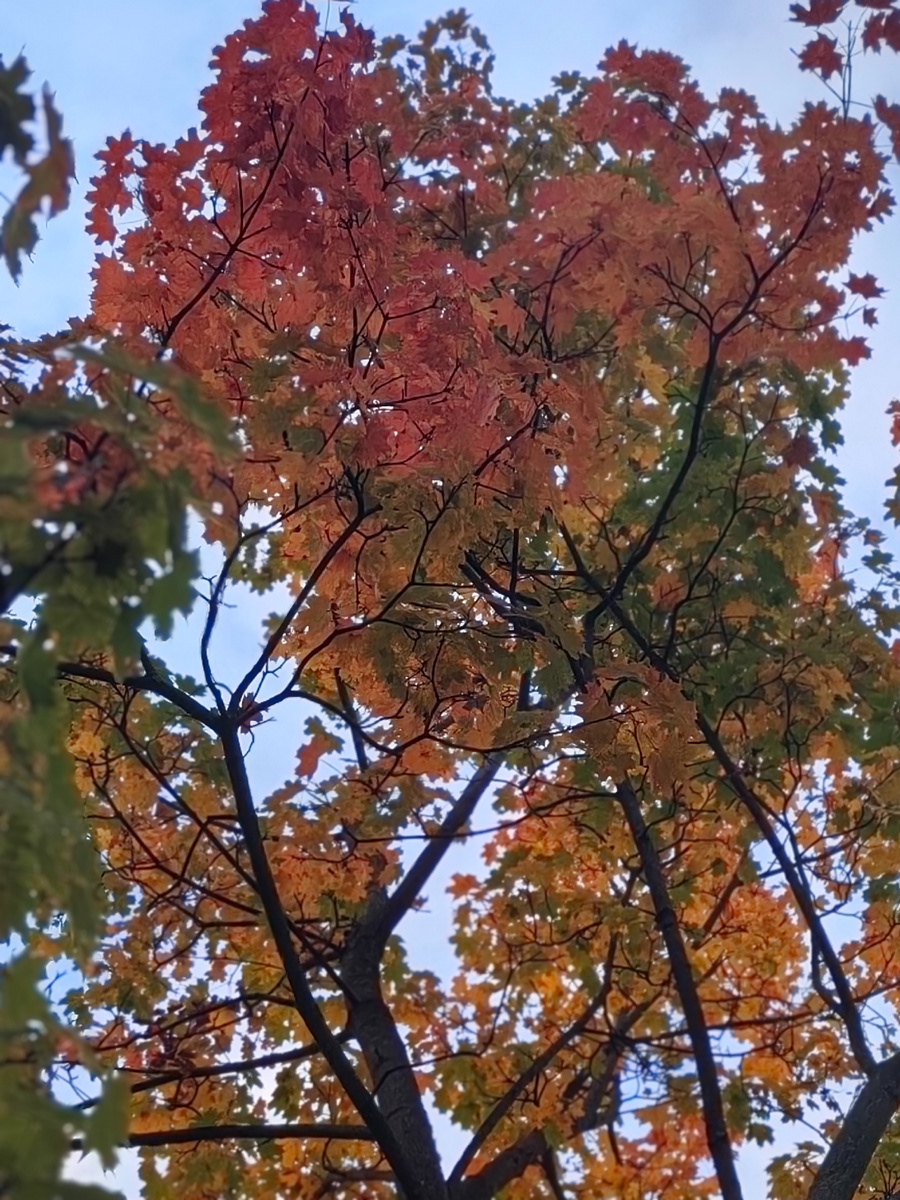 Клёны выкрасили город колдовским каким-то цветом(с). Помните? Гидрометцентр обещает, что бабье лето (а нынешняя теплынь якобы ещё не оно) у нас впереди! Ждём... (фото автора, сделано буквально на днях, на раЁне).