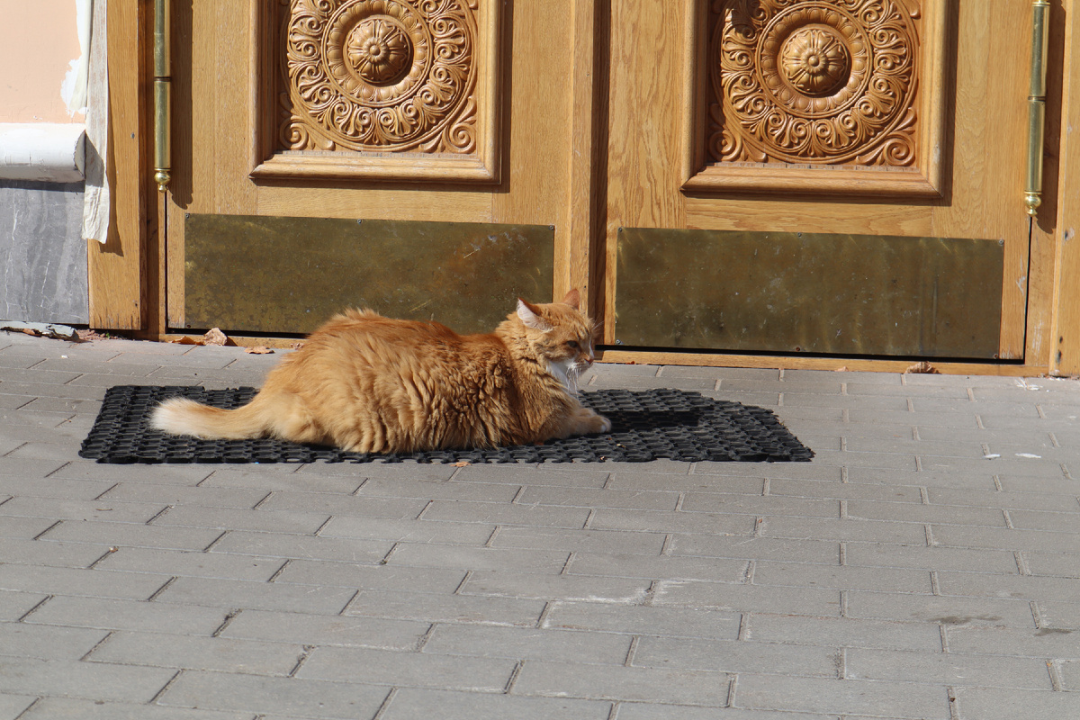 Местный красивый котик