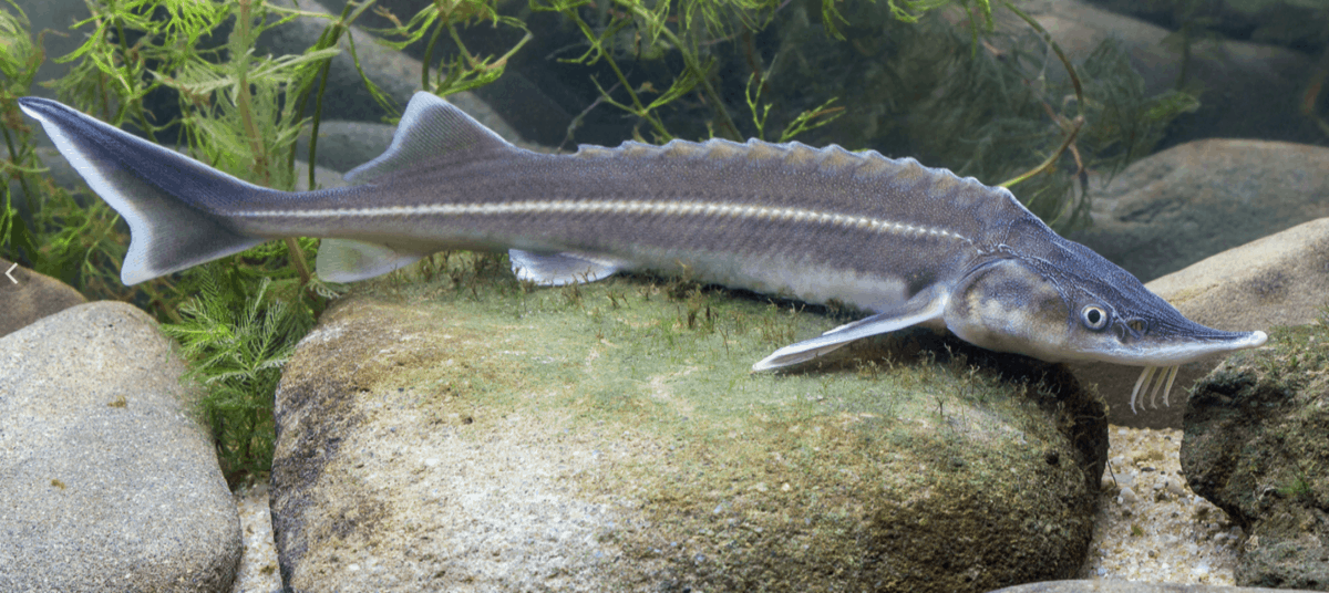 Изображение взято с сайта https://avatars.dzeninfra.ru/get-zen_doc/4341754/pub_60c80f08e188ec3c2a7ff458_60c8148992d1652ea7a87a7e/scale_1200