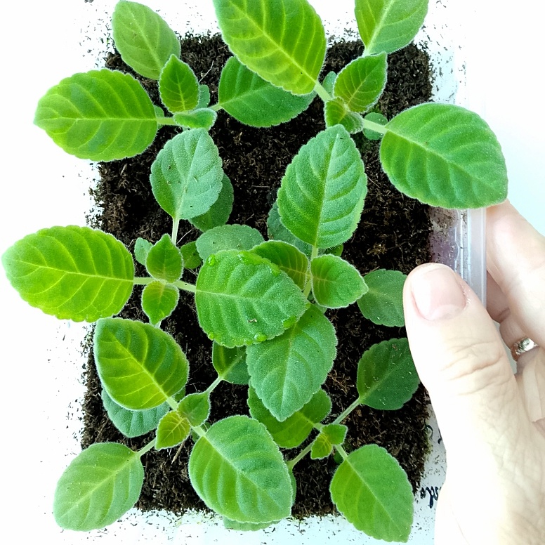 Фото моё, автор тоже я