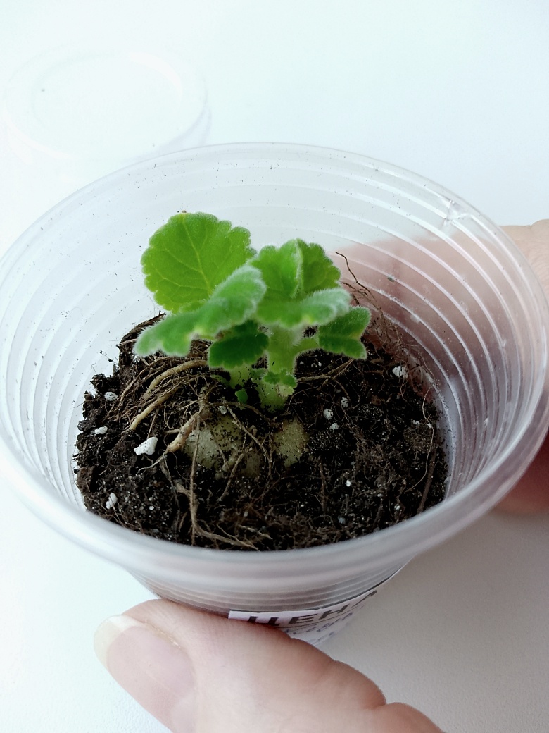 Фото моё.. И ростки не крохотные, а вполне приличные