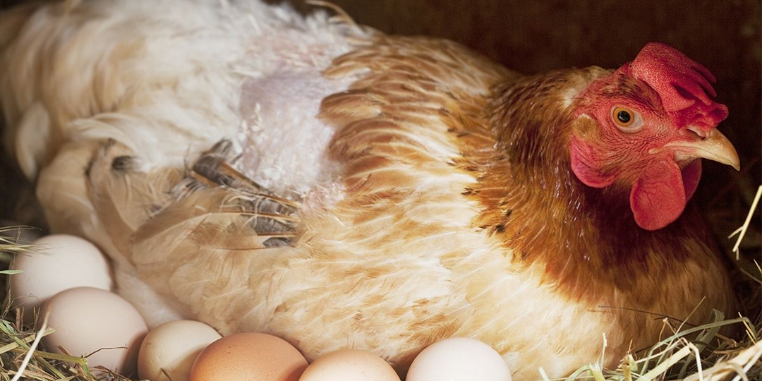 Чем кормить кур осенью, чтобы несли яйца всю зиму