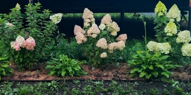 Часть моих гортензий, 31.08.2025