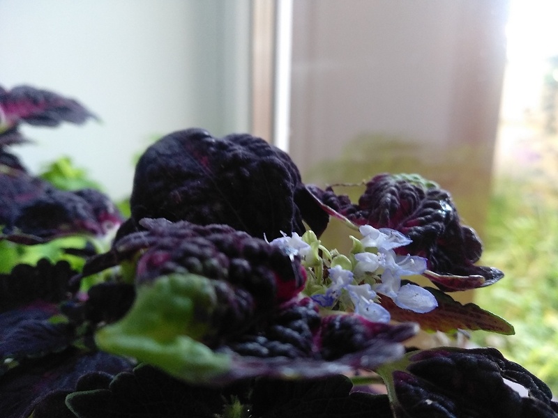 Красивый кадр получился с цветками и среди листьев