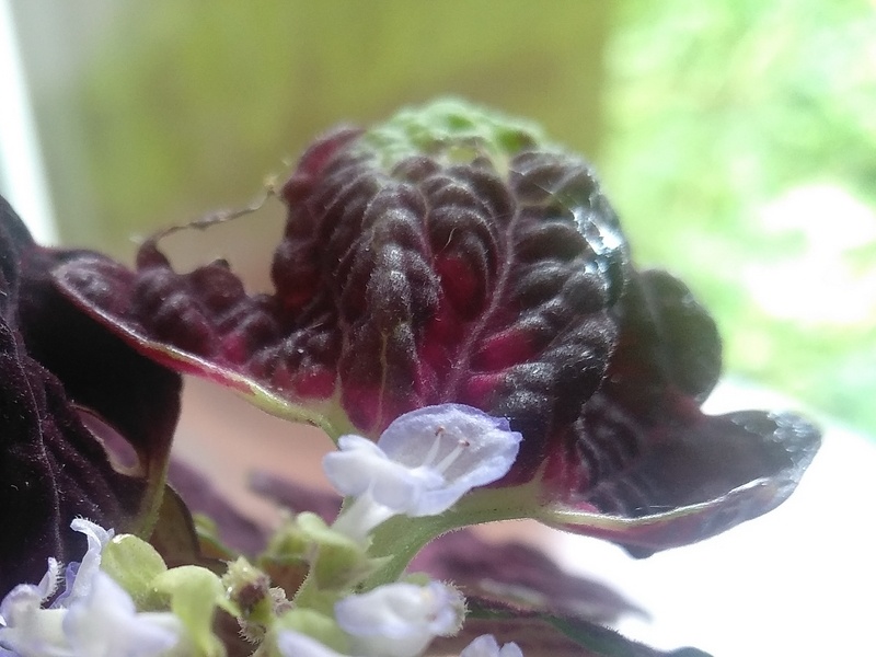 На этом фото виден цветок и бархатный лист. Фото автора