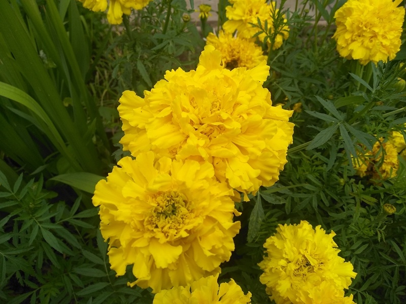 Несъедобные «Аляска». 2023. Фото автора