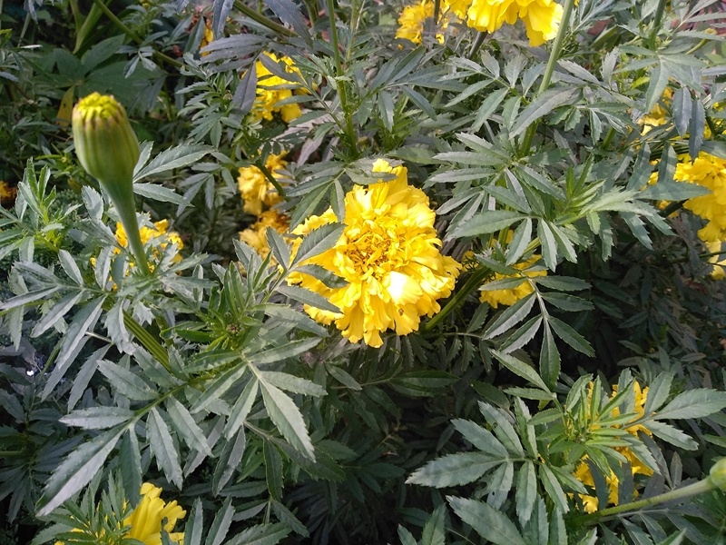 Обратите, какая красивая листва у цветов