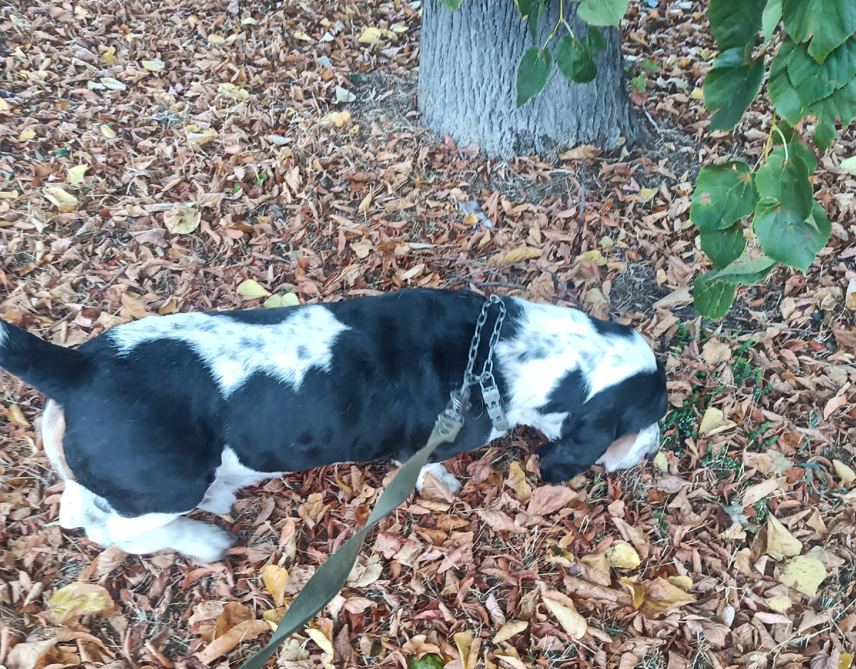 На ковре из жёлтых листьев...