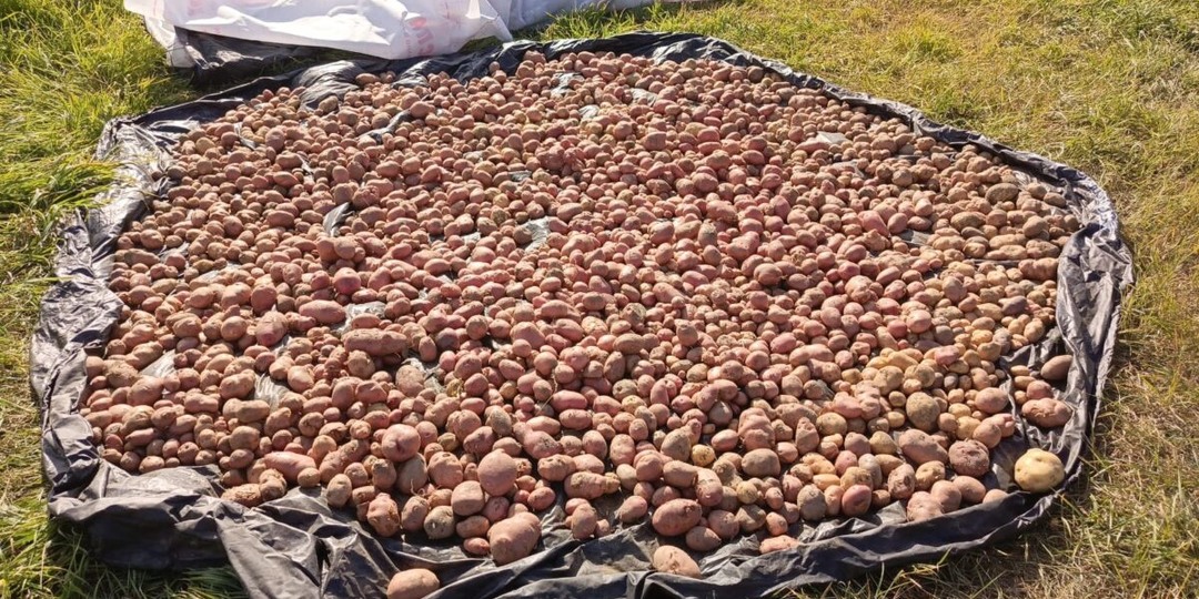 Сентябрьский урожай: когда убирать картофель, морковь и капусту