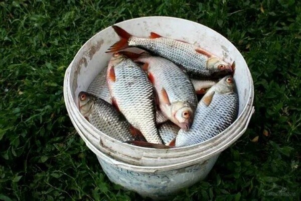 Фото из Яндекса