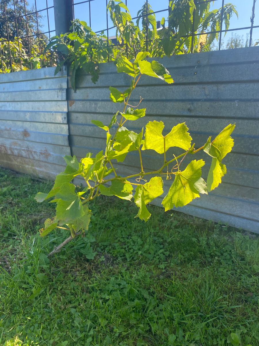 Виктор наращивает «мышечную массу» 😁