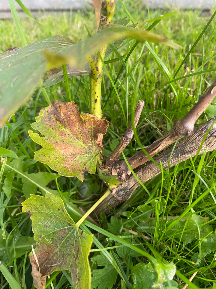 Пострадавший Лео, побег срубило практически до основания