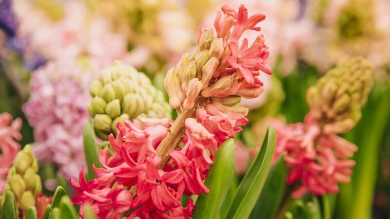     Луковичные цветы. freepik.com/freepik