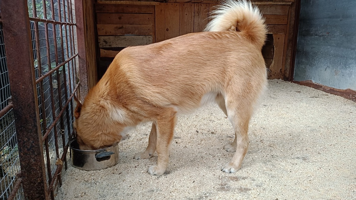 Дежурный по кухне снял пробу