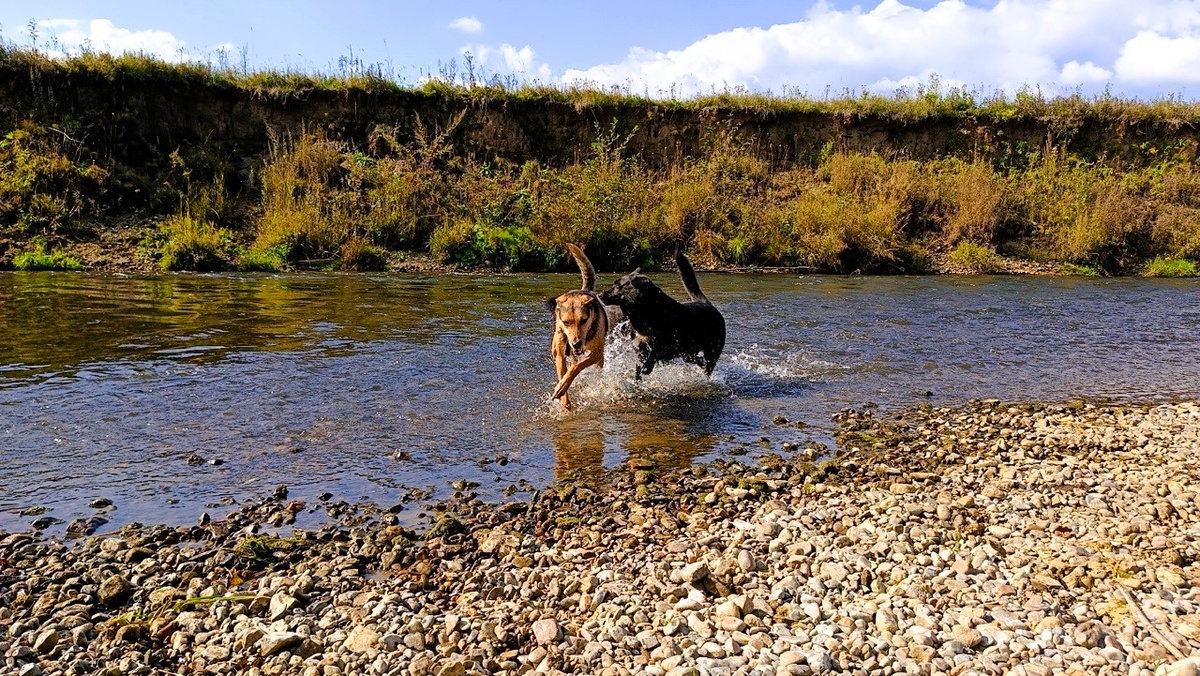 Барон уходит от погони