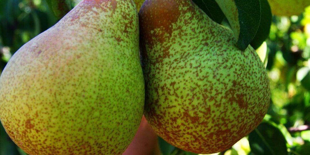 Сладость в каждом кусочке: посадите под грушей эти травы и забудь о кислых плодах