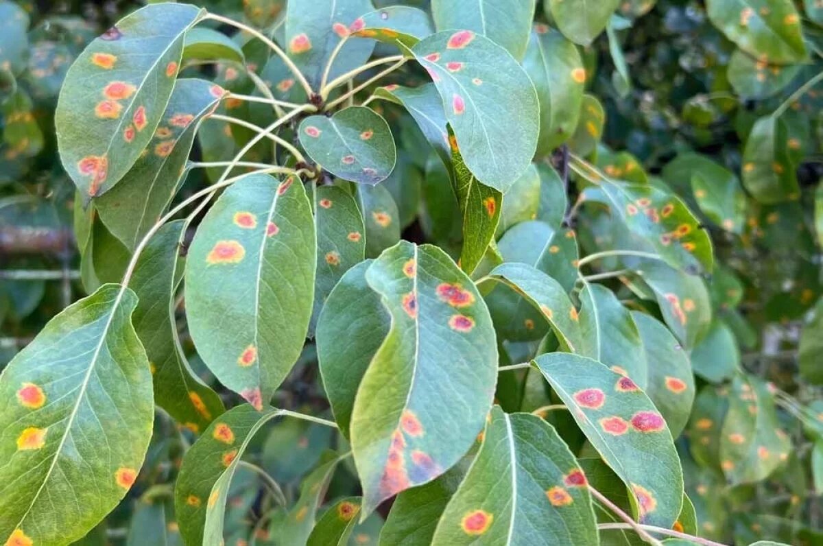    Ржавчина — одна из довольно распространенных и весьма опасных болезней.