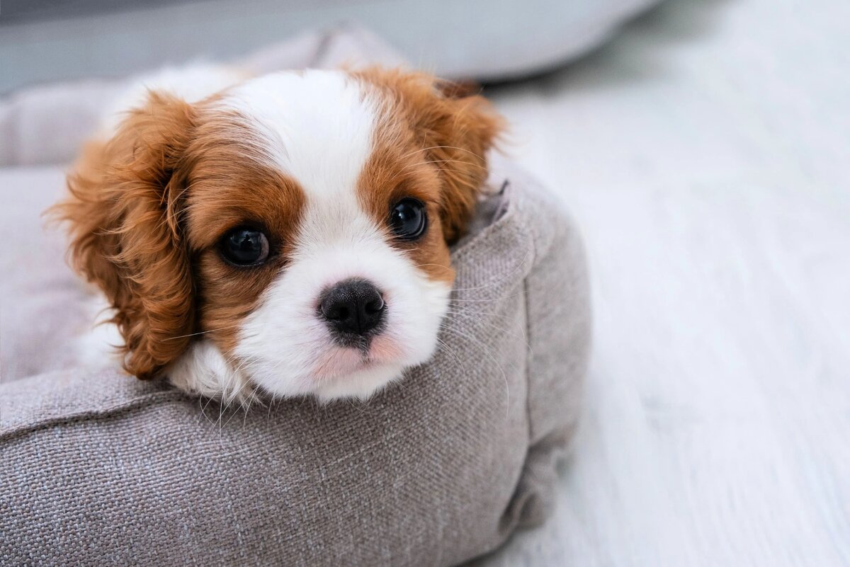 Ваш будущий чемпион ждет своего имени!