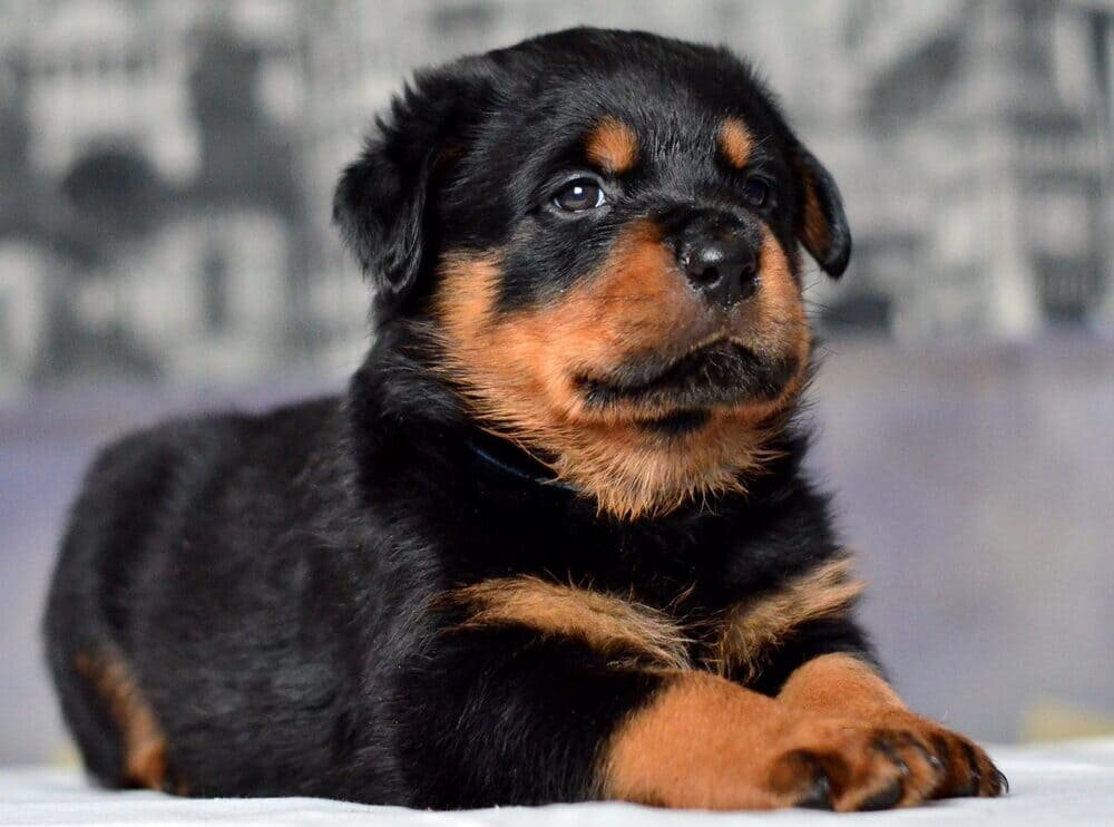 Знакомьтесь, его величество Цезарь.