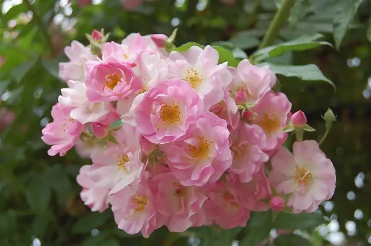 Картинка найдена на просторах интернета, ссылка https://yandex.ru/images/search?from=tabbar&img_url=https%3A%2F%2Fi.pinimg.com%2Foriginals%2Fa8%2F34%2F3f%2Fa8343f812879b5e7bd53274cf0591a19.jpg&lr=47&pos=15&rpt=simage&text=%D1%86%D0%B2%D0%B5%D1%82%D1%8B%20%DВ0%BA%D1%80%D1%83%D0%BF%D0%BD%D0%BE%20%D1%84%D0%BE%D1%82%D0%BE